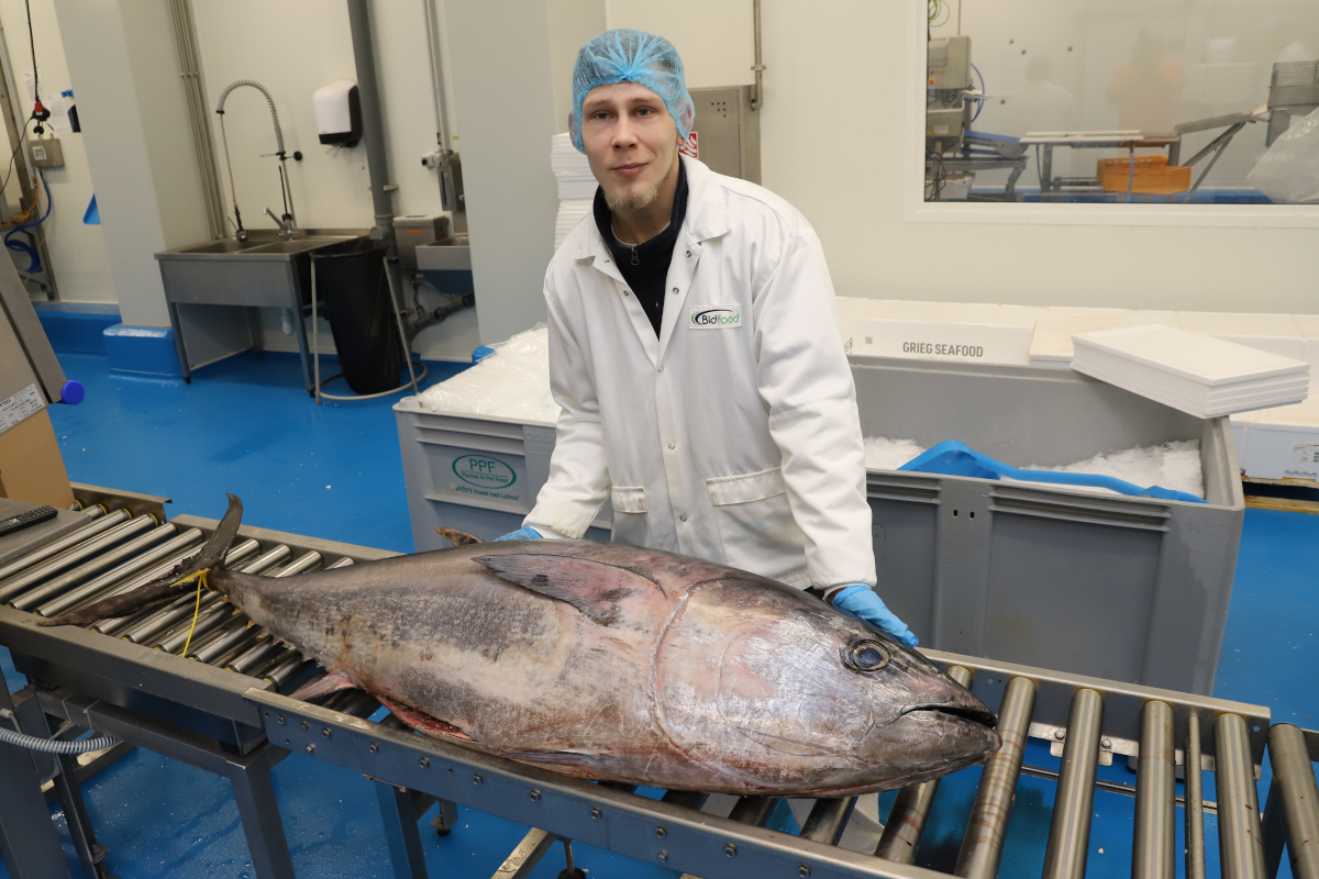 Bidfood Kralupy | tuniak modroplutvý (bluefin)