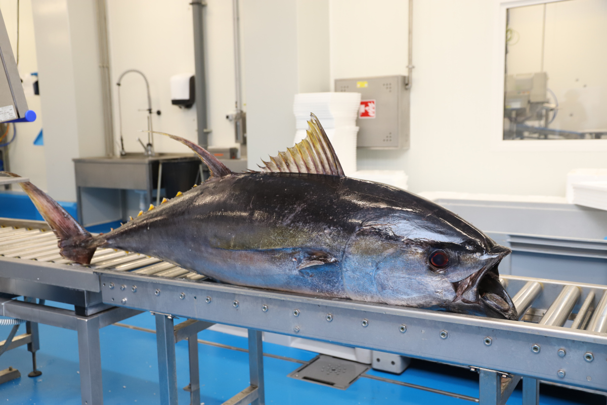 Bidfood Kralupy | tuniak žlutoplutvý (yellowfin)