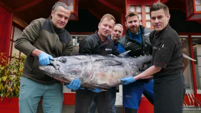 Yellowfin & Bluefin sa stretli vo Fresh Fish Service