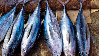 Tuniak prvotriednej kvality 