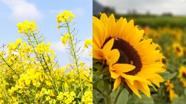 Aký rastlinný olej vybrať na vysmážanie, fritovanie alebo studenú kuchyňu?