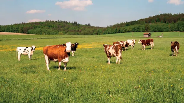 Mäso, jeho delenie a použitie 2 | Hovädzie mäso