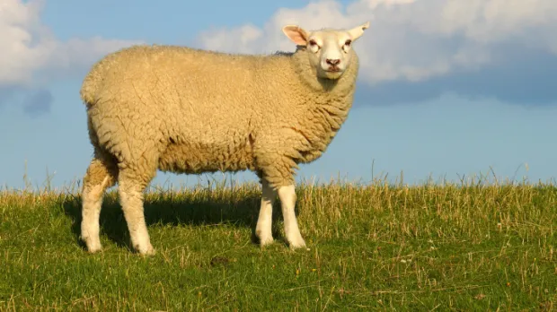 Desať dôvodov, prečo jesť jahňacie mäso