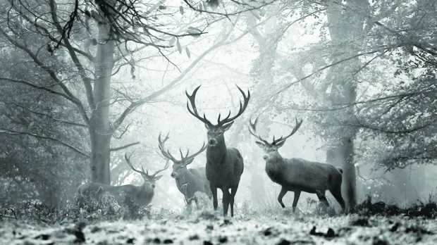 Recept: Marinovaný jelení chrbát na hubách so špargľou a zemiakmi