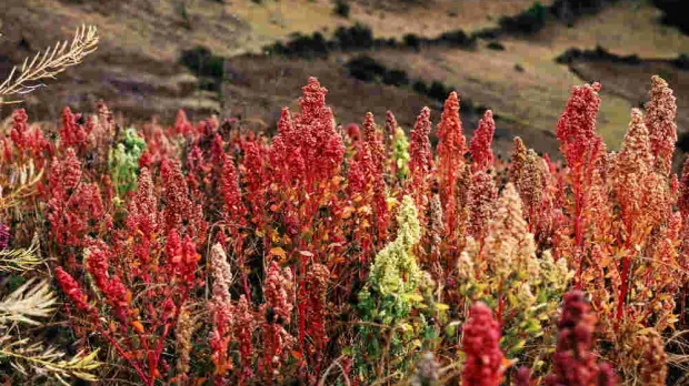 Quinoa – viac ako len superpotravina 