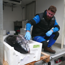 Fresh Fish Service | tuniak modroplutvý (bluefin)