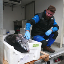 Fresh Fish Service | tuniak modroplutvý (bluefin)