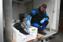 Fresh Fish Service | tuniak modroplutvý (bluefin)