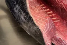 Sakura sushi & steak, Mělník | tuniak modroplutvý (bluefin)