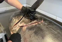 Sakura sushi & steak, Mělník | tuniak modroplutvý (bluefin)