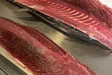Sakura sushi & steak, Mělník | tuniak modroplutvý (bluefin)