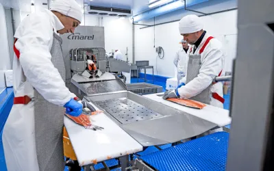 Čerstvé ryby v ostrém provozu