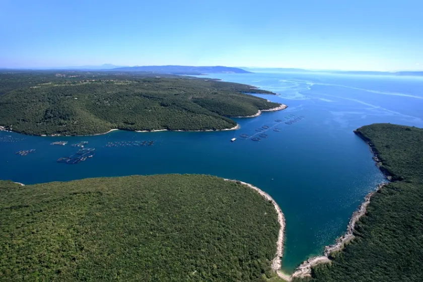 Morský vlk zo Stredomoria