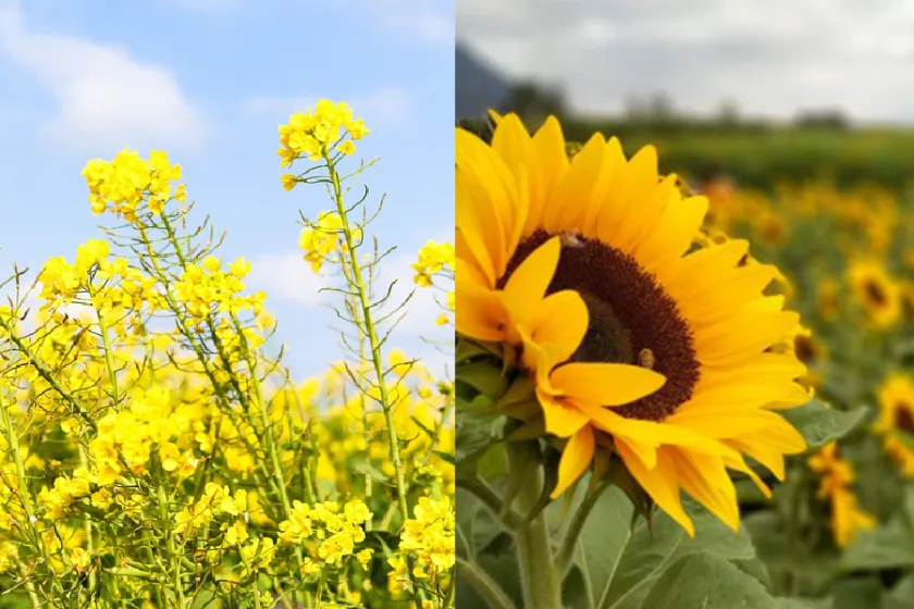 Aký rastlinný olej vybrať na vysmážanie, fritovanie alebo studenú kuchyňu?