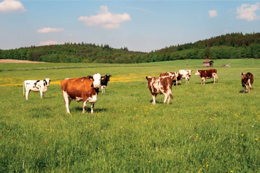 Mäso, jeho delenie a použitie 2 | Hovädzie mäso