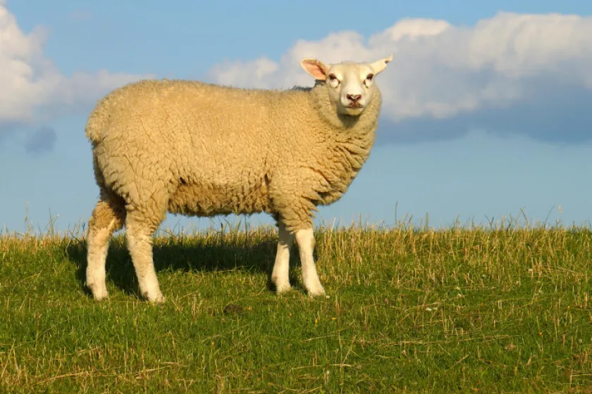 Desať dôvodov, prečo jesť jahňacie mäso