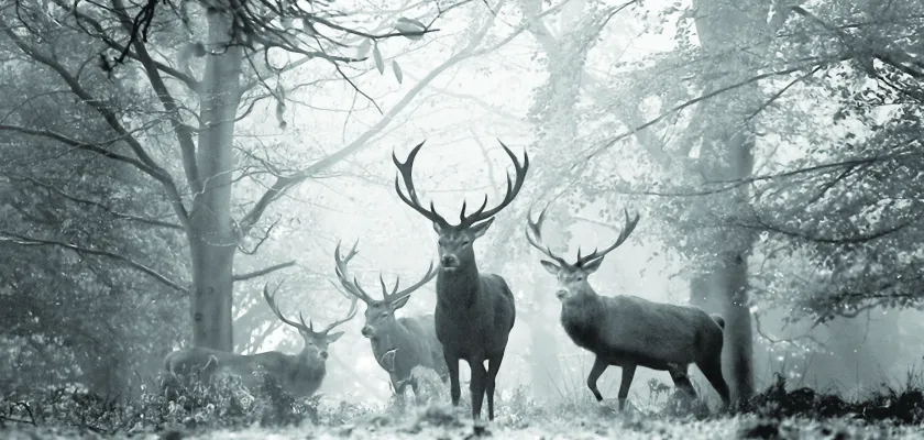 Divinové špeciality 