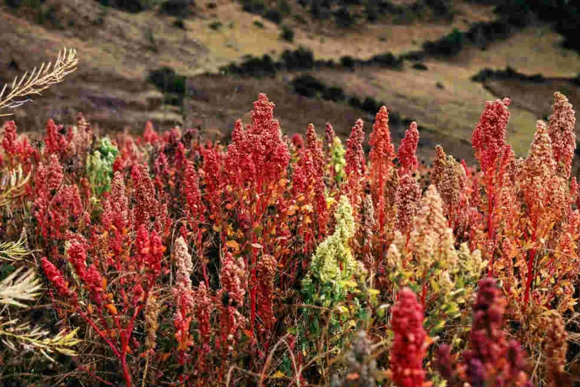 Quinoa – viac ako len superpotravina 