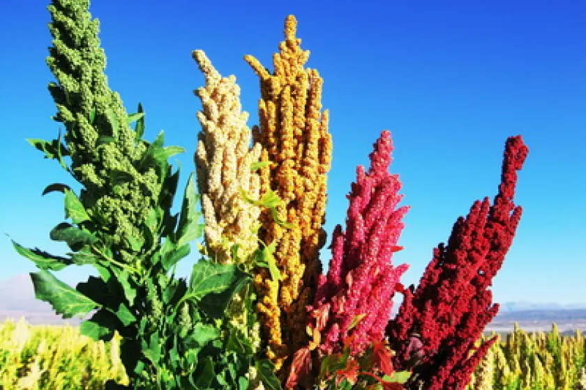 Quinoa...neobvykle všestranná potravina...