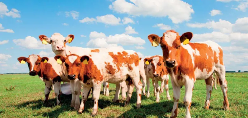 Mäso, jeho delenie a využitie 5 | Teľacie mäso