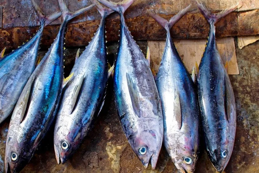 Tuniak prvotriednej kvality 