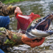 Divoký losos sockeye (nerka)