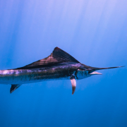 Plachetník – najrýchlejšia ryba na svete