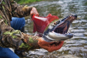 Divoký losos sockeye (nerka)